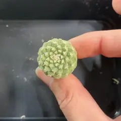 2026年最新】菊水 サボテンの人気アイテム - メルカリ