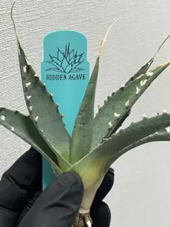 2026年最新】ジェレミー アガベの人気アイテム - メルカリ