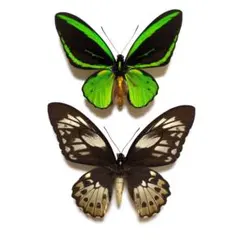 2026年最新】トリバネアゲハ 標本の人気アイテム - メルカリ