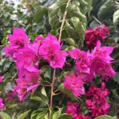 2026年最新】ブーゲンビリアの人気アイテム - メルカリ