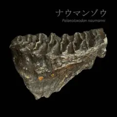 2026年最新】化石 ナウマンゾウの人気アイテム - メルカリ