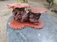 2026年最新】花梨 花台の人気アイテム - メルカリ