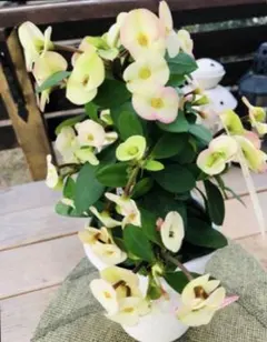 2026年最新】花キリン シャインキッスの人気アイテム - メルカリ