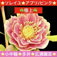 2026年最新】ソレイユ クリスマスローズの人気アイテム - メルカリ