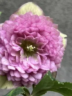 広瀬園芸 クリスマスローズ オーレア系 ピンクグラデーションdd