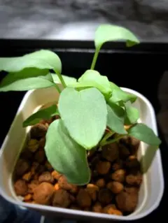 2026年最新】ホマロメナ Homalomenaの人気アイテム - メルカリ