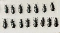 2026年最新】ルリクワガタの人気アイテム - メルカリ