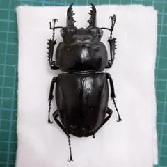 2026年最新】ヤエヤママルバネクワガタ標本の人気アイテム - メルカリ