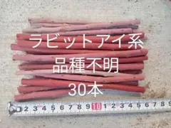 2026年最新】ブルーベリー 穂木の人気アイテム - メルカリ