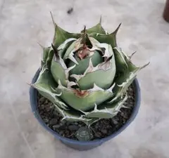 2026年最新】アガベ イラン株の人気アイテム - メルカリ