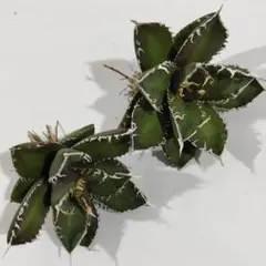 2026年最新】アガベ イラン株の人気アイテム - メルカリ