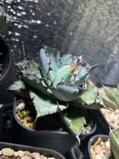 2026年最新】アガベ bb錦の人気アイテム - メルカリ