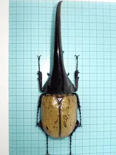 2026年最新】ヘラクレス 標本の人気アイテム - メルカリ