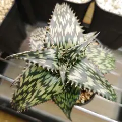 2026年最新】アロエ ペッキーの人気アイテム - メルカリ