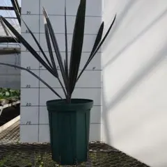 2026年最新】ビスマルキア・シルバーの人気アイテム - メルカリ