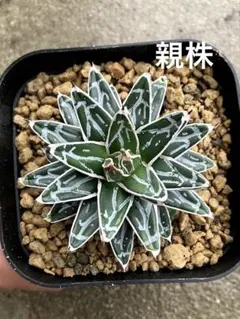 2026年最新】アガベ姫笹の雪の人気アイテム - メルカリ