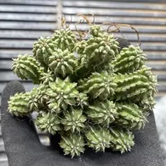 2026年最新】セプルタの人気アイテム - メルカリ