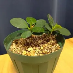 2026年最新】コパンダガジュマルの人気アイテム - メルカリ