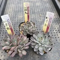 2026年最新】ミックスベリア 青鬼の人気アイテム - メルカリ