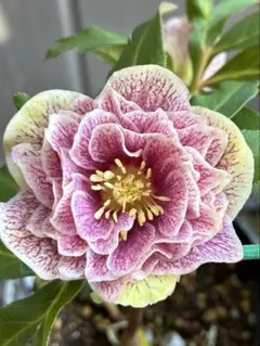 2026年最新】広瀬園芸 クリスマスローズの人気アイテム - メルカリ