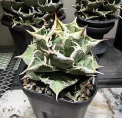 2026年最新】大白鯊 アガベの人気アイテム - メルカリ