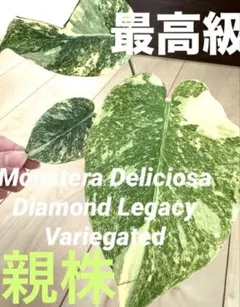 2026年最新】モンステラ レガシーの人気アイテム - メルカリ