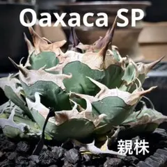 2026年最新】オアハカ現地株の人気アイテム - メルカリ