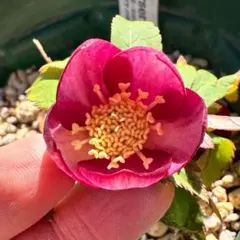 2026年最新】ミスティーク クリスマスローズの人気アイテム - メルカリ