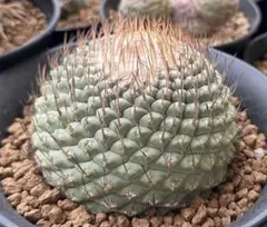 2026年最新】菊水 サボテンの人気アイテム - メルカリ