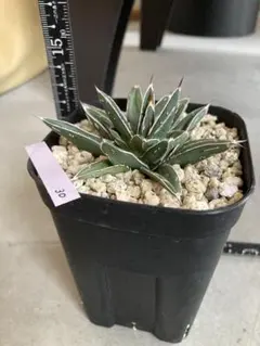 2026年最新】アガベ姫笹の雪の人気アイテム - メルカリ