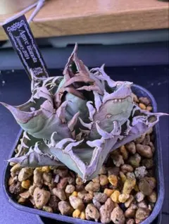 2026年最新】皇冠クラウンの人気アイテム - メルカリ