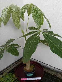 2026年最新】パキラ ミルキーウェイ 実生の人気アイテム - メルカリ