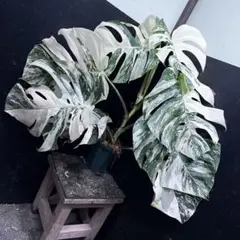 2026年最新】#モンステラホワイトタイガーの人気アイテム - メルカリ