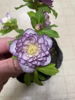 広瀬園芸 クリスマスローズ オーレア系 ピンクグラデーションdd