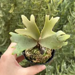 2026年最新】P.willinckii jennyの人気アイテム - メルカリ