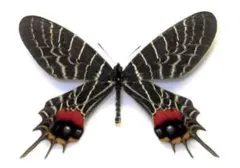 2026年最新】標本 シボリアゲハの人気アイテム - メルカリ