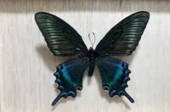 2026年最新】蝶の人気アイテム - メルカリ