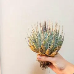 2026年最新】エボリスピナ ベアルートの人気アイテム - メルカリ