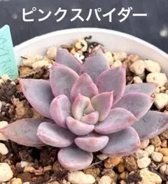 2026年最新】優木園の人気アイテム - メルカリ