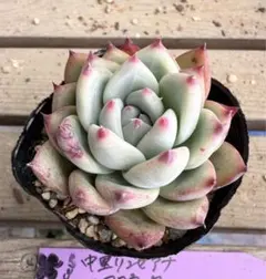 2026年最新】リンゼアナ 中里の人気アイテム - メルカリ