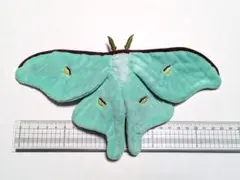 2026年最新】蛾標本の人気アイテム - メルカリ