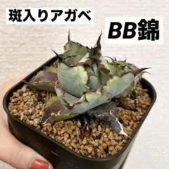 2026年最新】アガベ ブラック&ブルー錦の人気アイテム - メルカリ