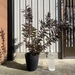 2026年最新】リューカデンドロ デュリフの人気アイテム - メルカリ