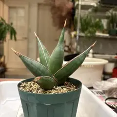 2026年最新】サンセベリア ピングイキュラの人気アイテム - メルカリ