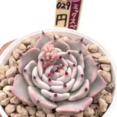 2026年最新】おらいさん苗 円の人気アイテム - メルカリ