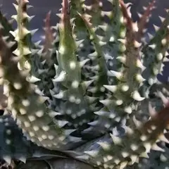 2026年最新】ロウルサンコ アロエの人気アイテム - メルカリ