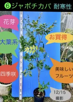 2026年最新】ジャボチカバの人気アイテム - メルカリ
