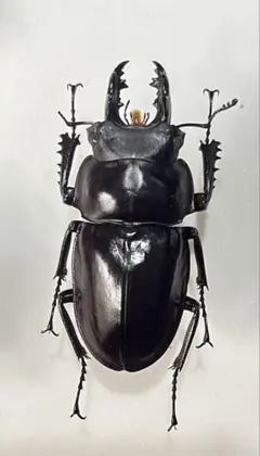 2026年最新】ヤエヤママルバネの人気アイテム - メルカリ