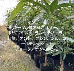 2026年最新】キーツマンゴー苗の人気アイテム - メルカリ