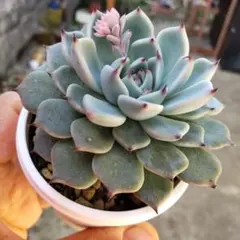 2026年最新】おらいさん苗 そわそわの人気アイテム - メルカリ